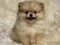 TEACUP NADİR PARTYCOLOR AYI SURAT POMERANİAN