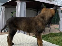 Belçika kurdu diğer adıyla Malinois