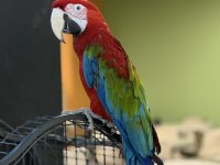 KIRMIZI ARA MACAW YAVRUSU CİTYPETSHOP