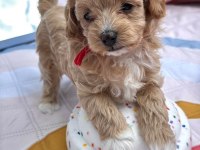 Aşılı Mikroçipli Maltipoo Yavrularımız