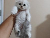 Ballı Lokma Scottish Fold Kedimiz