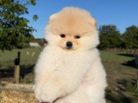 Yavru Pomeranian Boo Köpeklerimiz