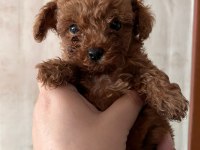 Minik poodle kurabiyeler