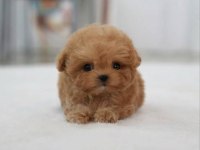Eşsiz Güzellikte Maltipoo Yavrusu 