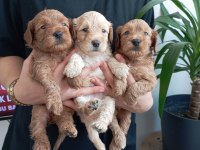 ÜST KALİTE 0 NUMARA MALTİPOO YAVRULARIMIZ