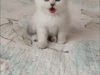 Boncuk Kardeş Kediler