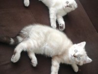 Blue point scottish fold