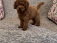 Kore A Kalite Dişi Poodle Yavrumuz