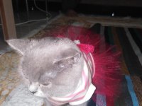 Förbi ev arıyor british shorthair