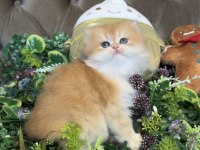 Yüksek kalite ny12 golden british longhair