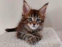 Full şecereli maine coon ünvanlı ebeveynlerden Polydactil
