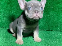 MUHTEŞEM GÖZ RENGİ LİLAK TAN FRENCH BULLDOG