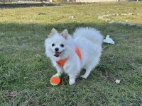 POMERANİAN BOO KÖPEĞİM