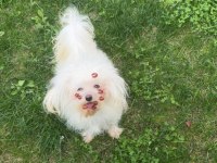 1 yaşında erkek Maltese terrier yeni yuvasını arıyor