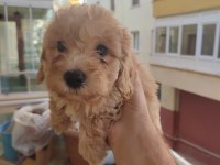 YAVRU MALTİPOO