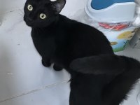 BOMBAY KEDİSİ BELLA YENİ YUVASINI ARIYOR