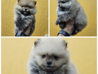 2 AYLIK ERKEK POMERANİAN BOO