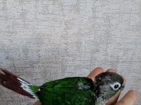 Yavru konur papağanı