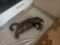 1.5 yaşında dişi british shorthair