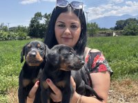 Üst Kalite King Doberman Yavrularım