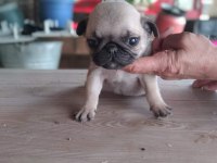 Muhteşem Pug Mops Bebekler A Kalite