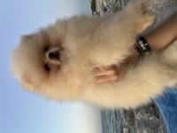 Pomeranian Boo Teddy Face