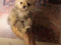 Sevimli pomeranian bebeklerim