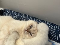 ANNESİNİN YANINDA 5 YAVRU KEDİMİZ