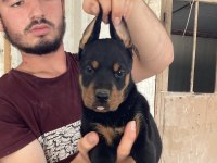 Üst Kalite Doberman Yavruları