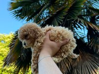 Premium Güzellik Orjinal Toy Poodle