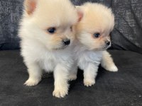 A kalite pomeranian köpeği