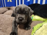 Profesyonel üretim çifliğinden cane Corso kapıda ödeme