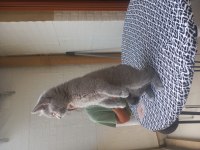 3 aylık dişi british shorthair