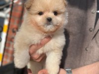 Kilo garantili Maltipoo Yavrumuz
