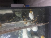 Satılık akvaryum ve balıklar