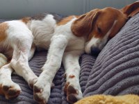 2 Yaşında Sağlıklı Erkek Beagle Sahiplendirilecek