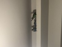 Muhabbet kuşu bebek gibi
