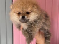 A CLASS POMERANİAN BOO