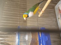 Goldian finch