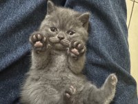 Scottish fold ve british shorthair