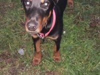 Bugün satılması lazım o yüzden çok uyguna gidecek doberman