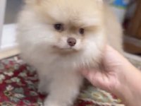 Sağlık ve ırk garantili Pomeranian