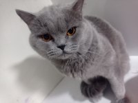 Dişi ve erkek british shorthair