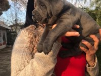 Üst kalite dev Cane Corso yavrularım