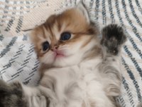 Chinchilla yavruları