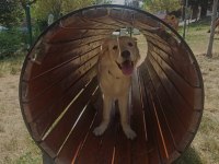 Çok sevecen dişi golden retriever