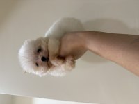 Pomeranian Teddy Bear Boo