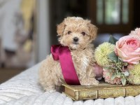 Orjinal Kore Anne Babadan Maltipoo Yavrular