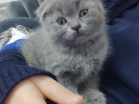 1 YAŞ VE 2 AYLIK KEDİLERİMİ SAHİPLENDİRECEĞİM