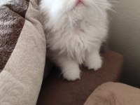 Safkan ırk sağlık garantili british longhair kediler